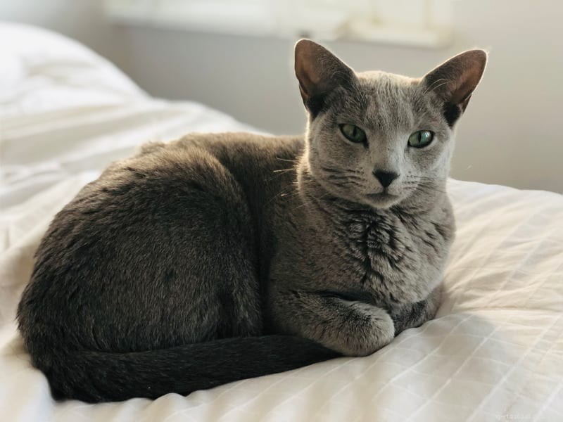 Why Do Cats Sit in the Bread Loaf Pose? Understanding the Meaning Behind This Adorable Position