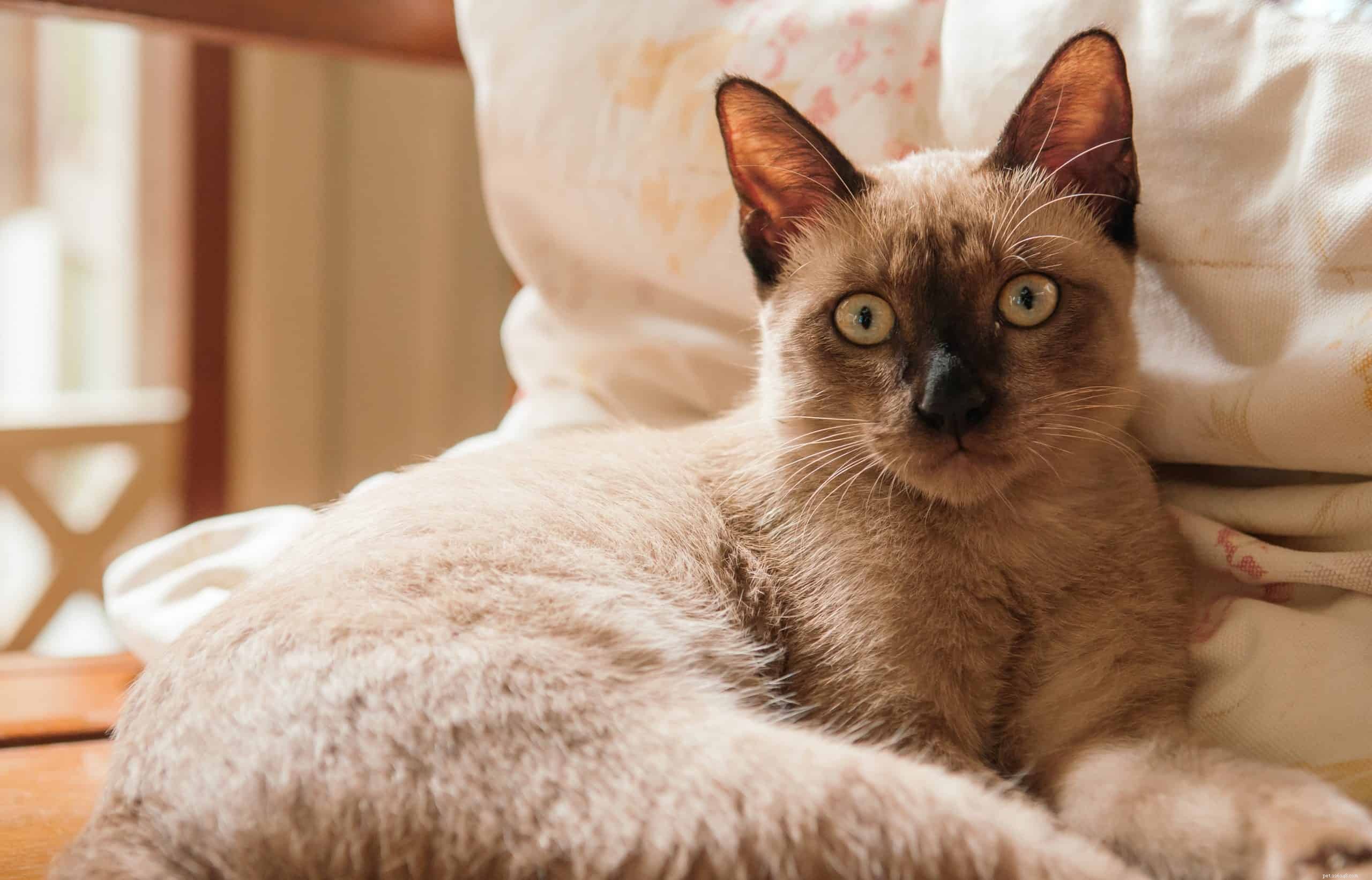 Decoding Your Cat’s Ear Movements: A Guide to Understanding Cat Ear Language