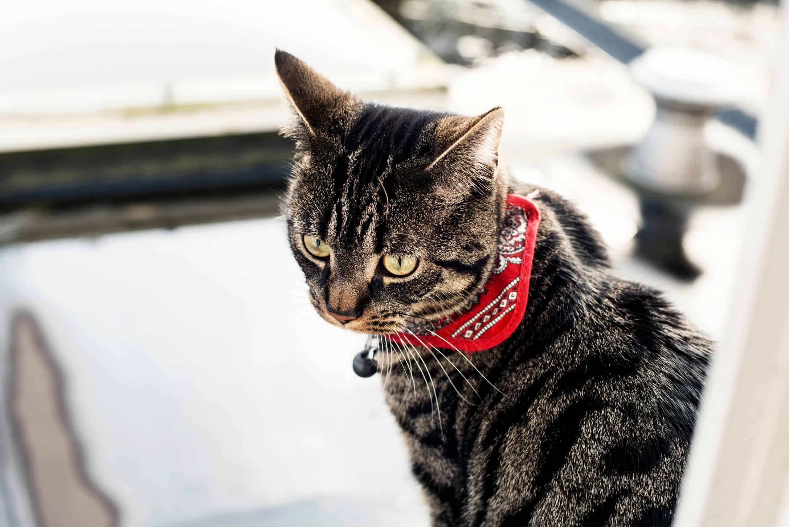 Decoding Your Cat’s Ear Movements: A Guide to Understanding Cat Ear Language