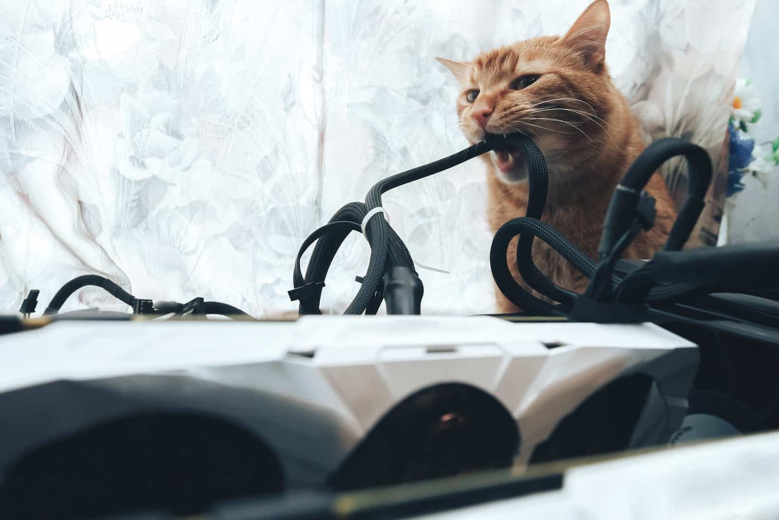 Stop Your Cat From Chewing Cords & Wires: Safe & Simple Solutions
