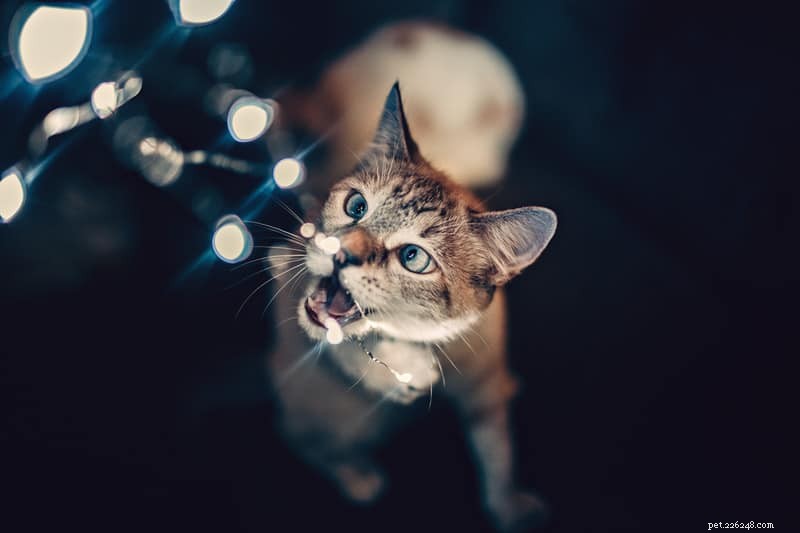 Stop Your Cat From Chewing Cords & Wires: Safe & Simple Solutions