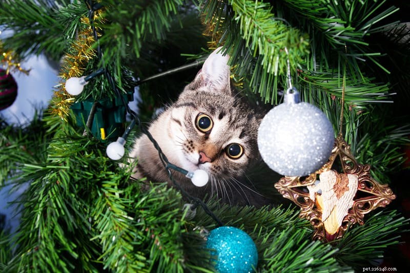 Stop Your Cat From Chewing Cords & Wires: Safe & Simple Solutions