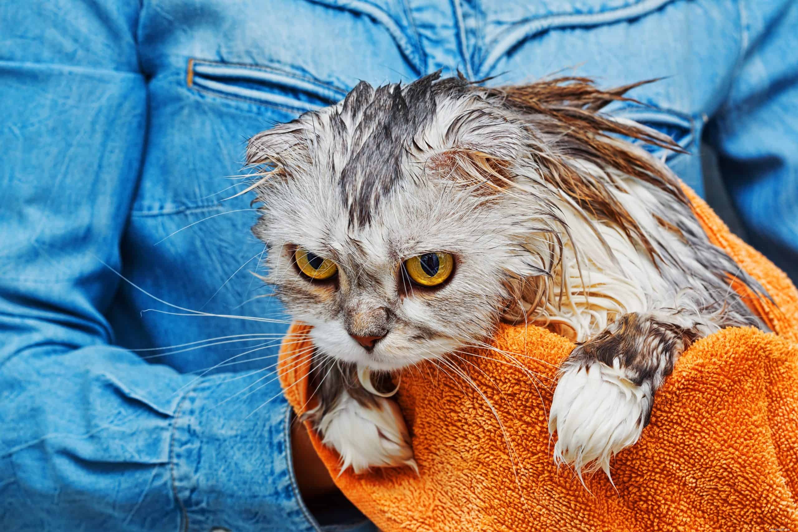 The Surprising Reasons Most Cats Avoid Water
