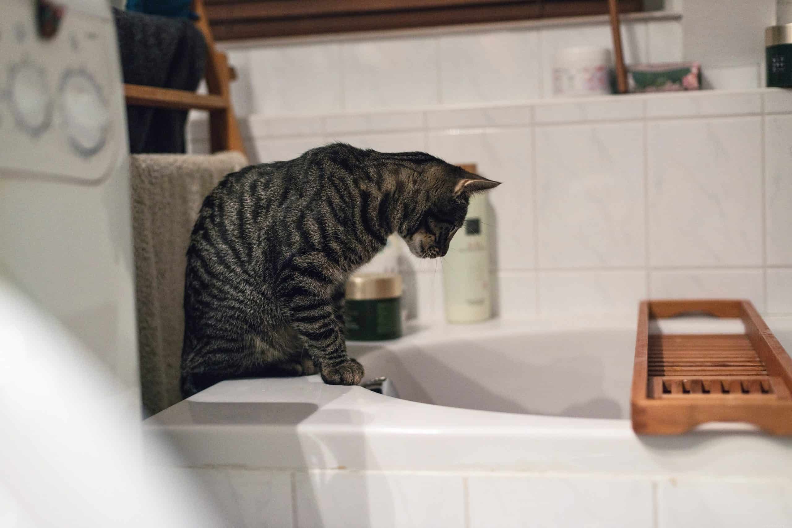 The Surprising Reasons Most Cats Avoid Water