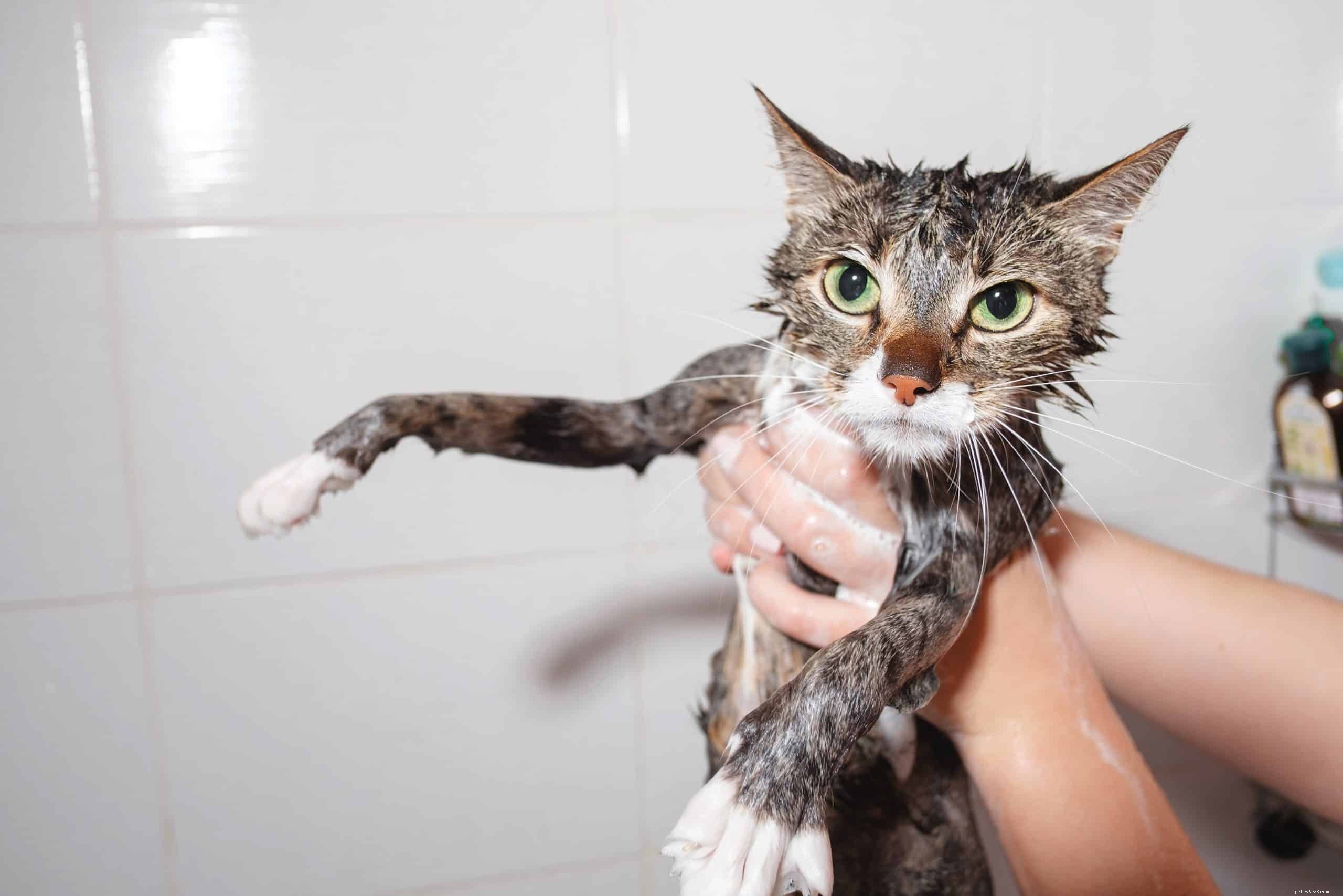The Surprising Reasons Most Cats Avoid Water