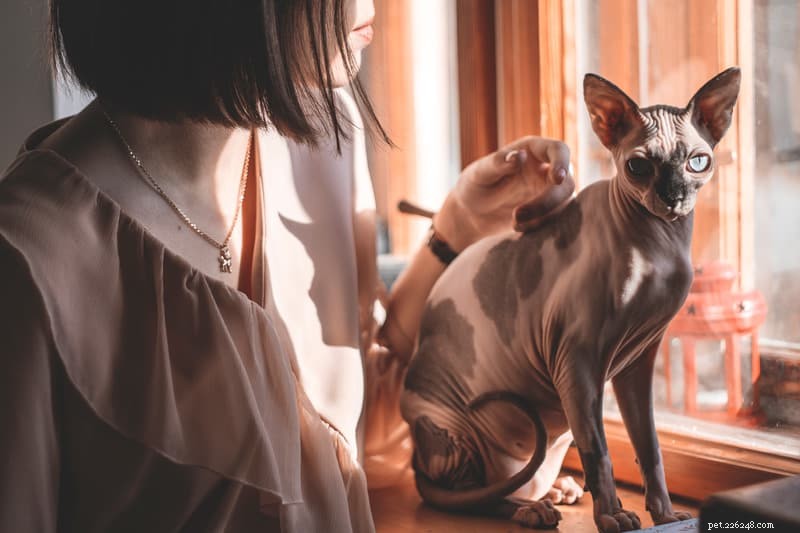 How to Introduce a New Cat: 7 Expert Tips for a Smooth Transition