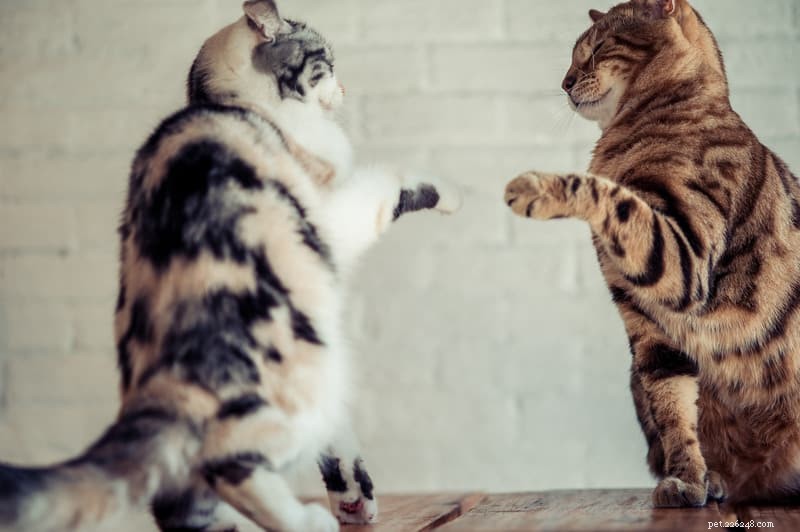 How to Introduce a New Cat: 7 Expert Tips for a Smooth Transition