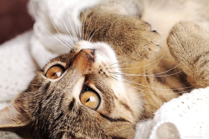 How to Introduce a New Cat: 7 Expert Tips for a Smooth Transition