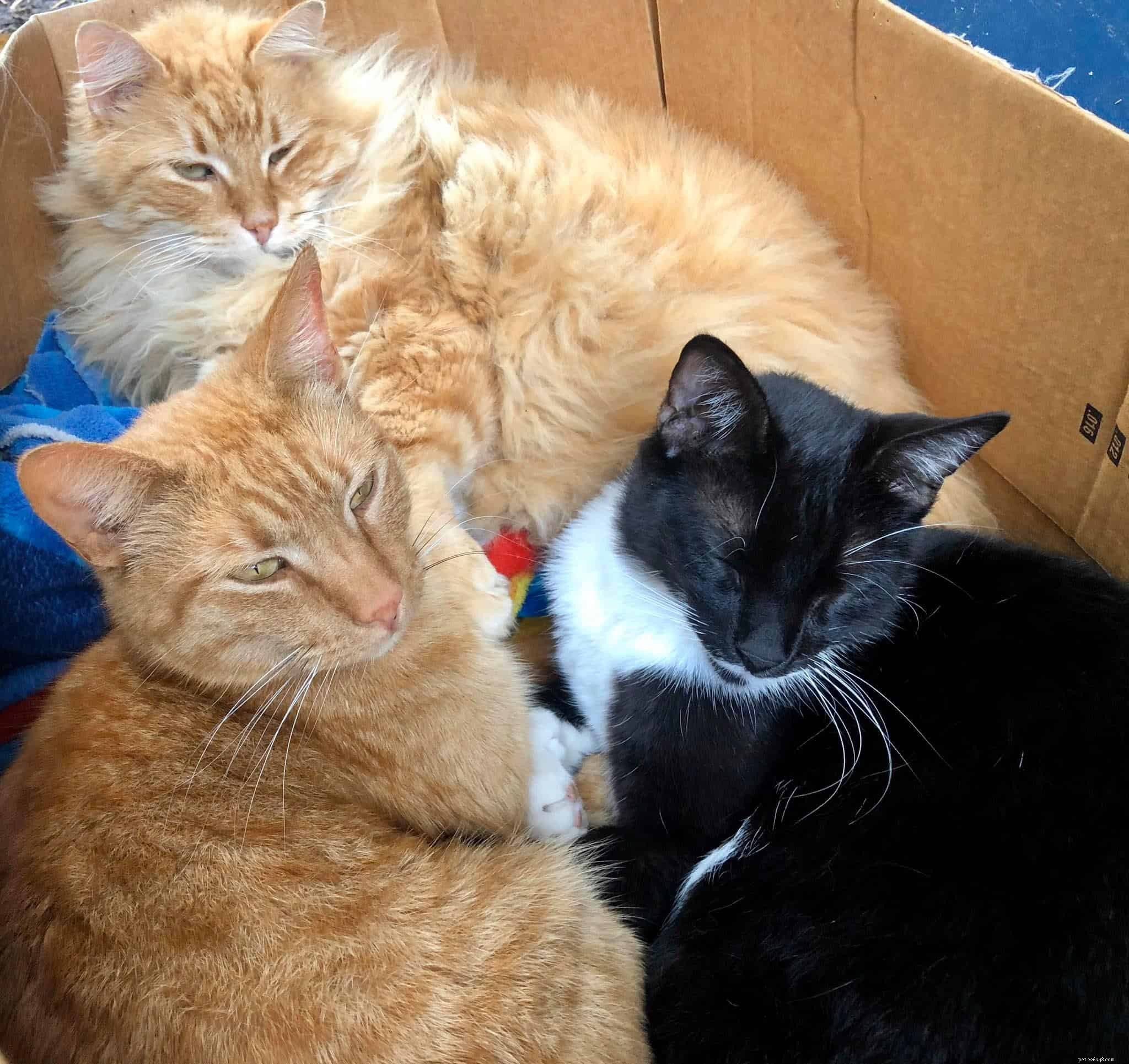 How to Introduce a New Cat: 7 Expert Tips for a Smooth Transition