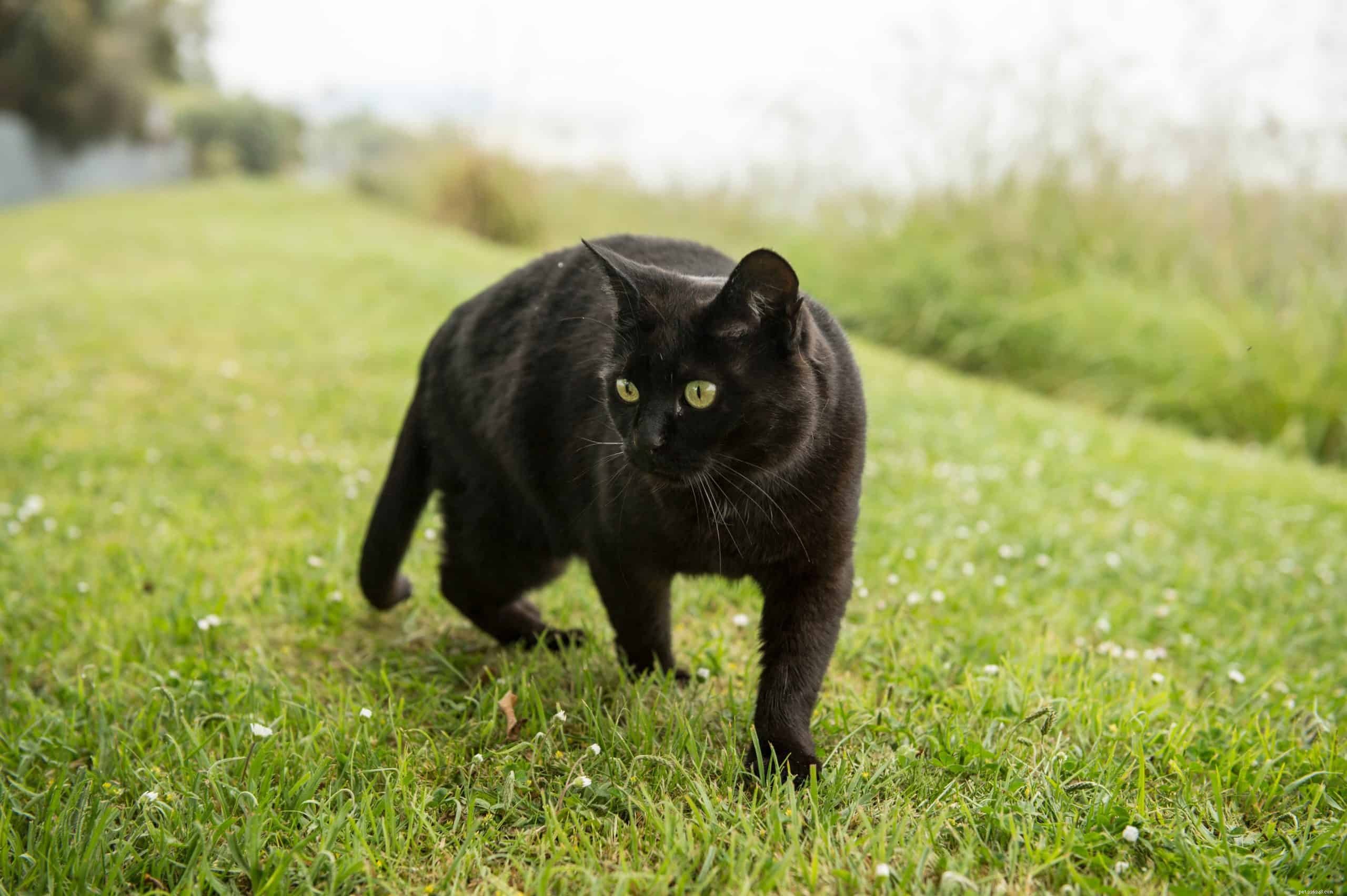 Why Do Cats Respond to the ‘Pspsps’ Sound?