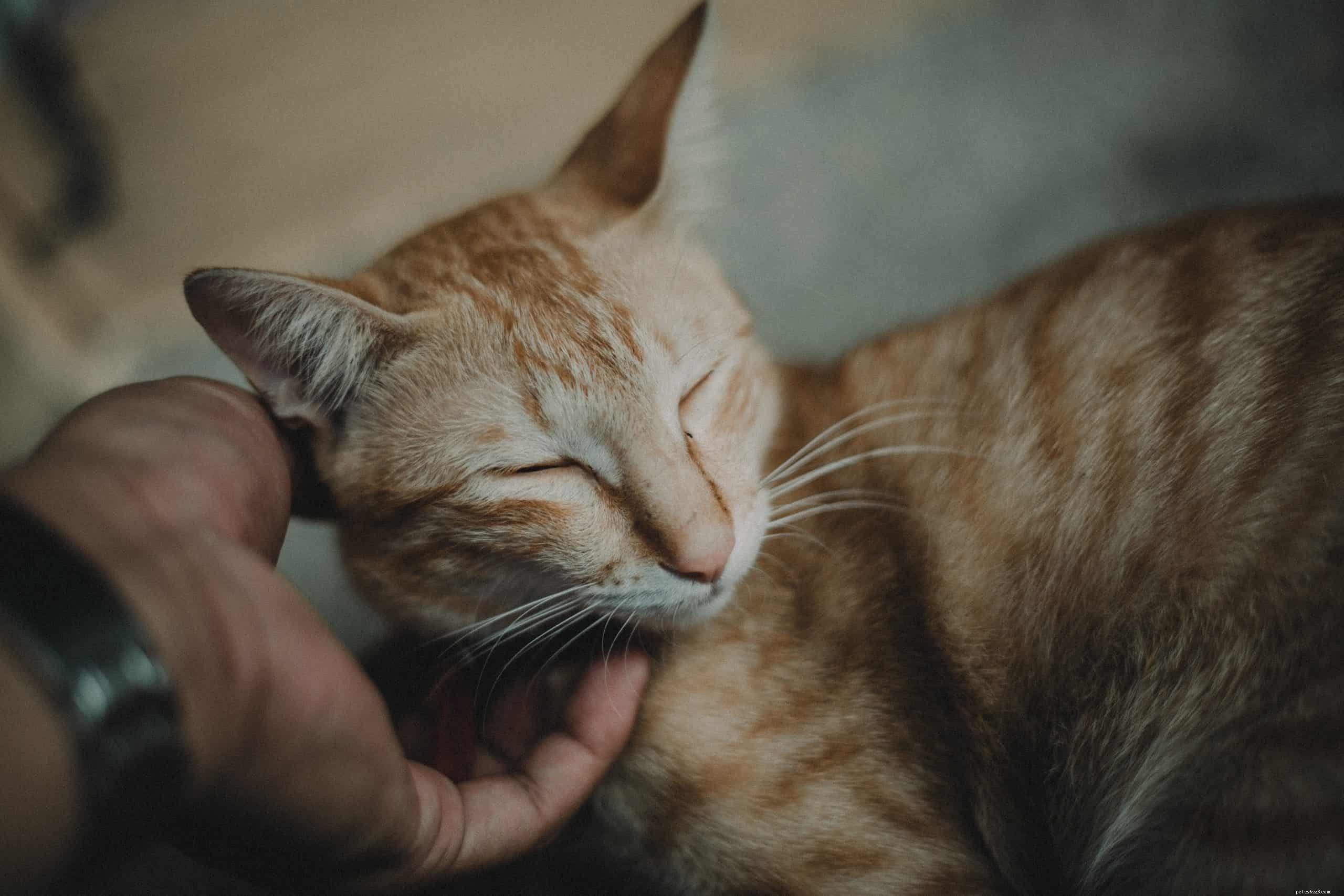 Why Do Cats Respond to the ‘Pspsps’ Sound?