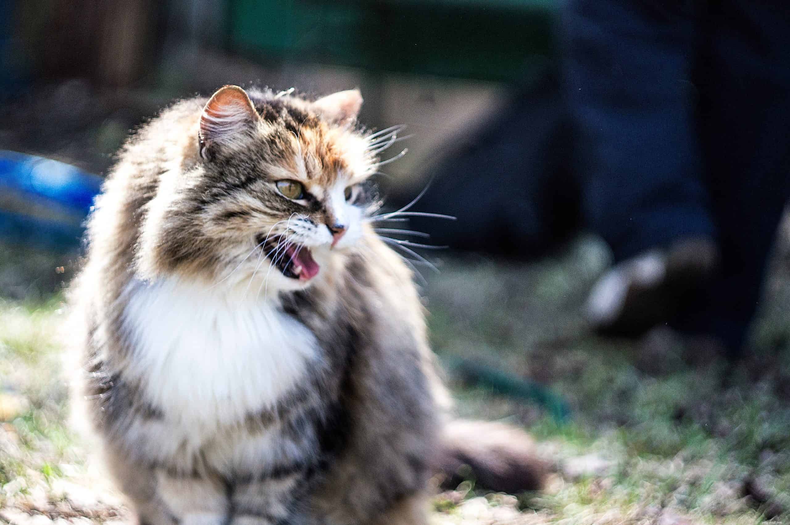 Why Do Cats Respond to the ‘Pspsps’ Sound?