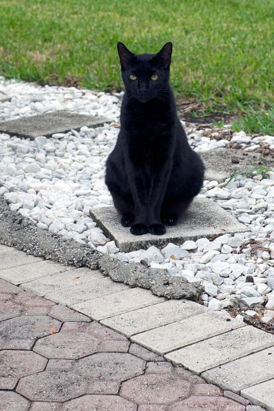 Unveiling the Mystery: Why Cats Are Attracted to Squares