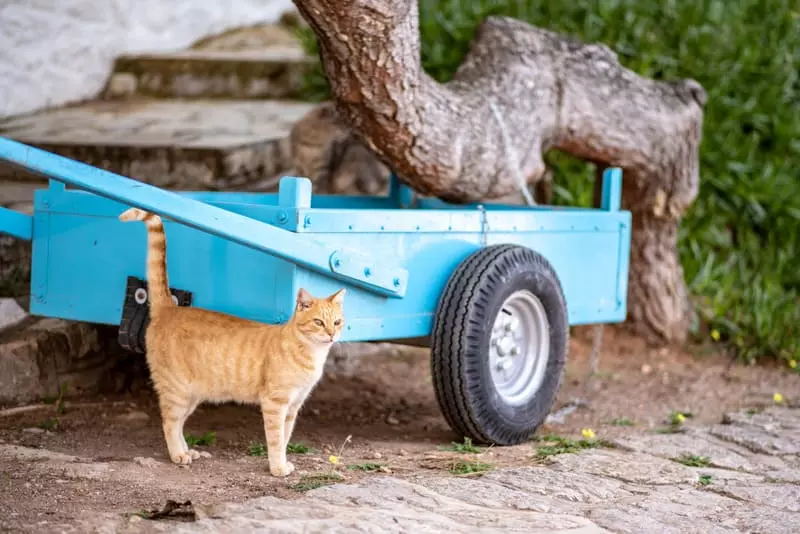 The Science of Cat Tail Quivering: Why Your Feline Shows This Curious Behavior