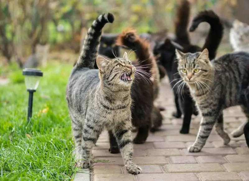 The Science of Cat Tail Quivering: Why Your Feline Shows This Curious Behavior