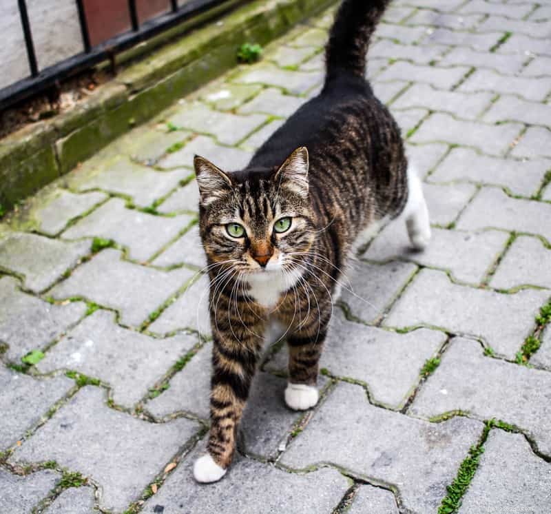The Science of Cat Tail Quivering: Why Your Feline Shows This Curious Behavior