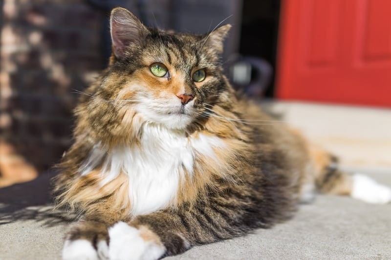 Why Do Cats Visit Neighboring Houses? Insights into Their Social Behavior