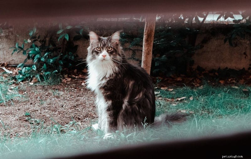Why Do Cats Visit Neighboring Houses? Insights into Their Social Behavior