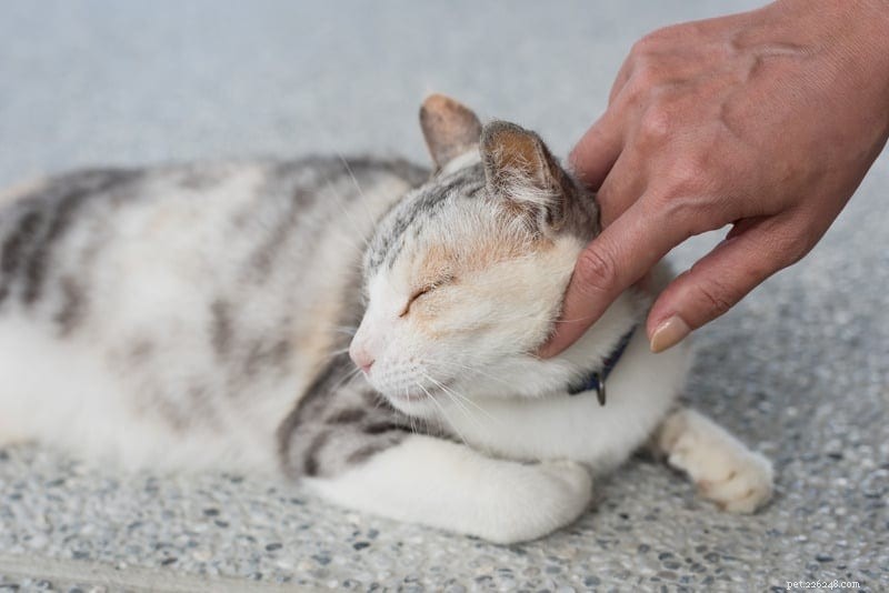 Why Do Cats Visit Neighboring Houses? Insights into Their Social Behavior