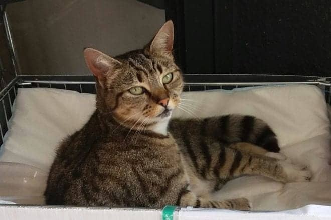 Why Do Cats Visit Neighboring Houses? Insights into Their Social Behavior