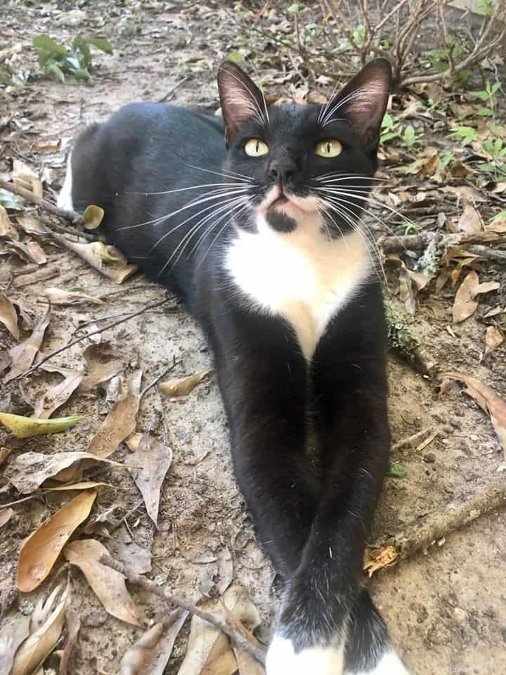 Why Do Cats Visit Neighboring Houses? Insights into Their Social Behavior