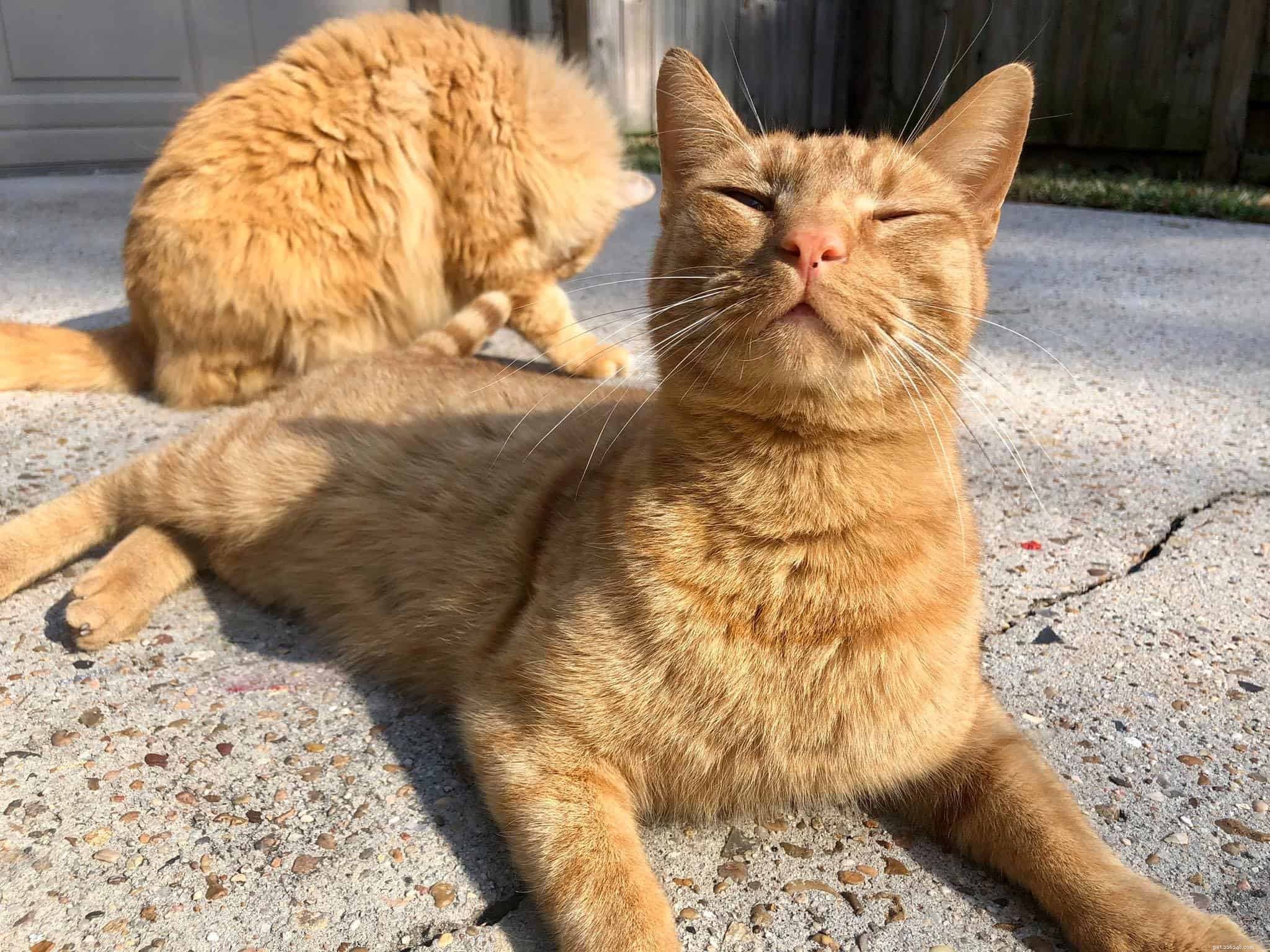 Why Do Cats Visit Neighboring Houses? Insights into Their Social Behavior