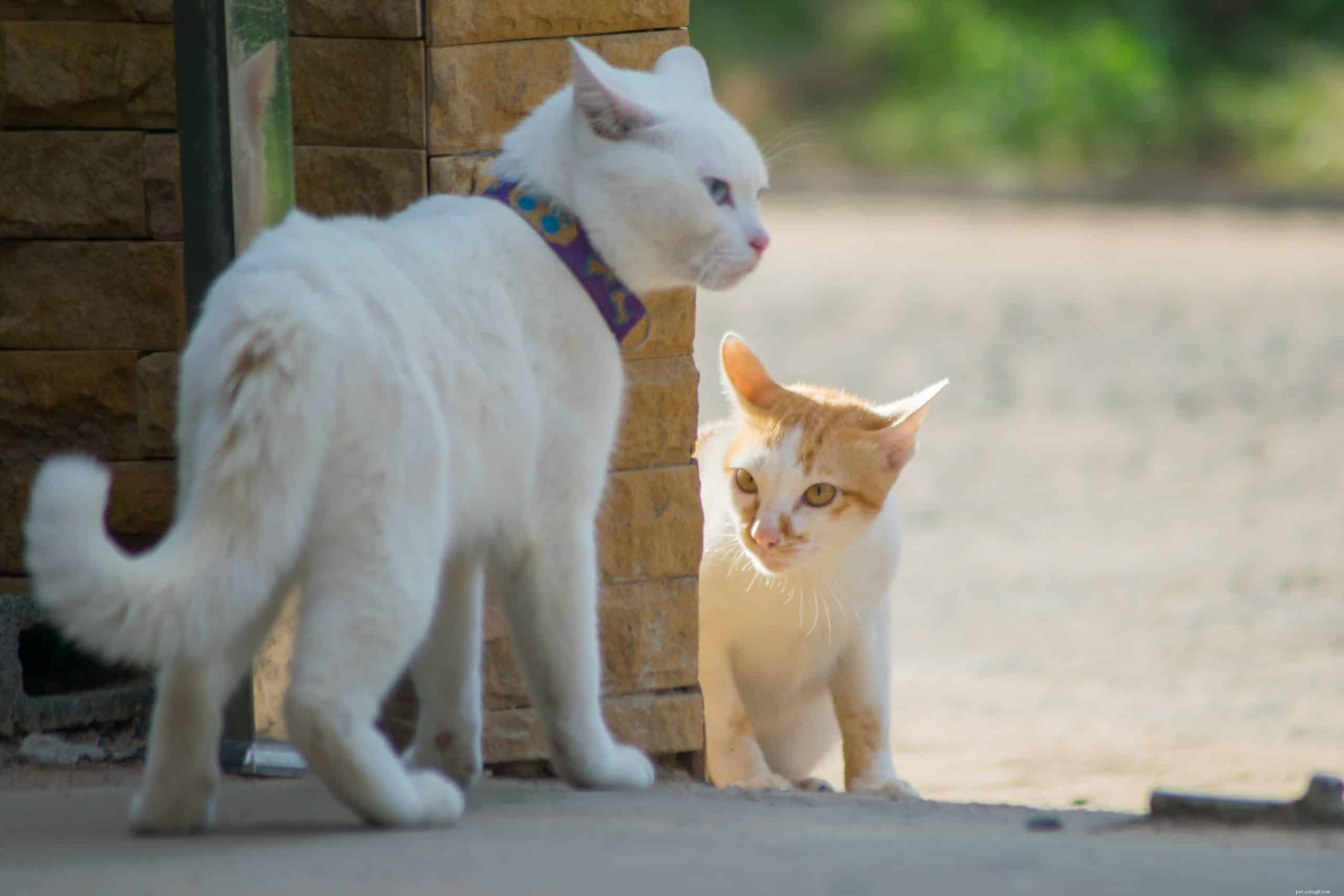 Why Cats Avoid Eye Contact With Other Cats: A Guide to Understanding Their Behavior