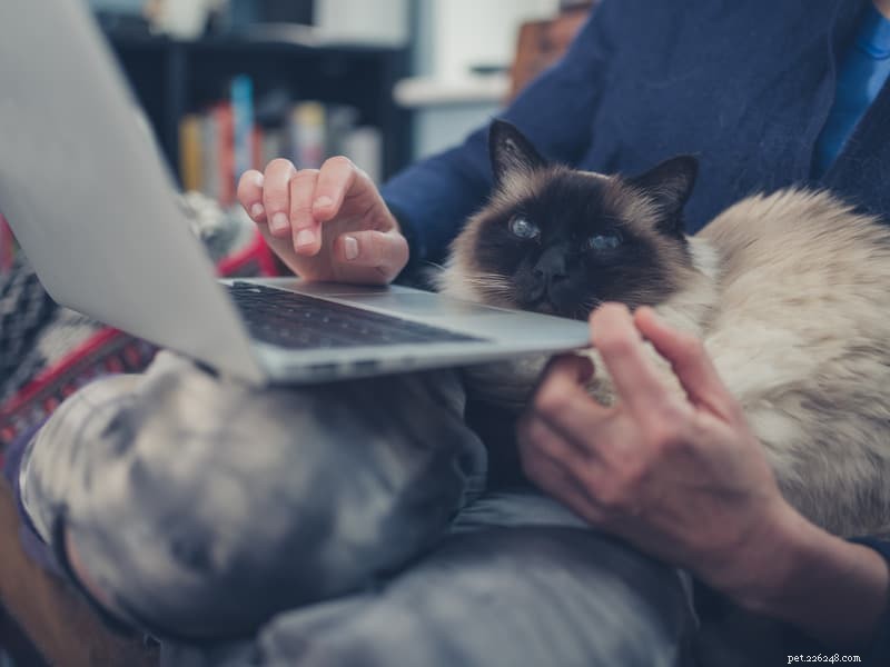 Why Cats Love Laptops & Keyboards: The Science Behind Their Cozy Habit
