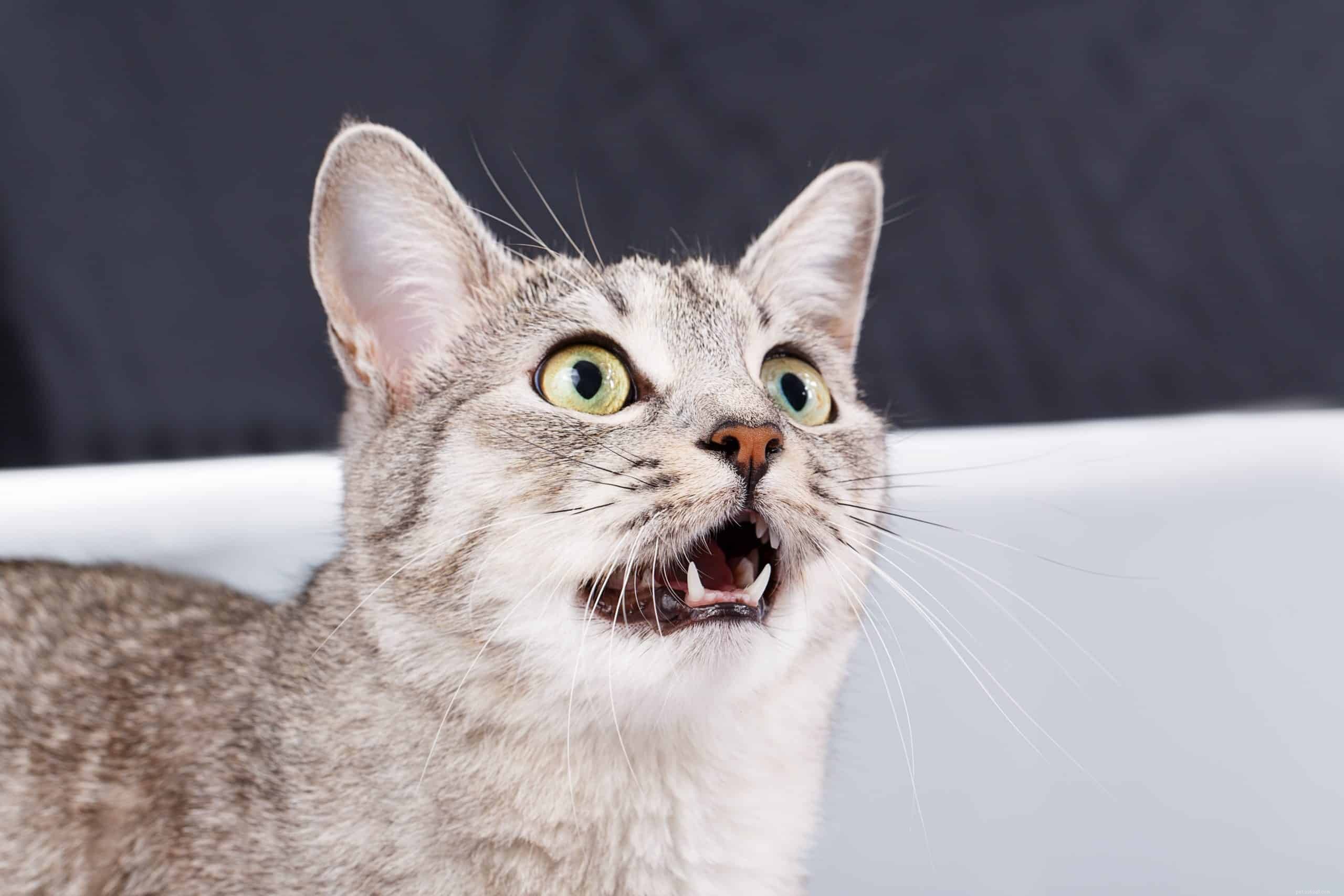 What Makes a Cat Talkative? Understanding Your Vocal Feline