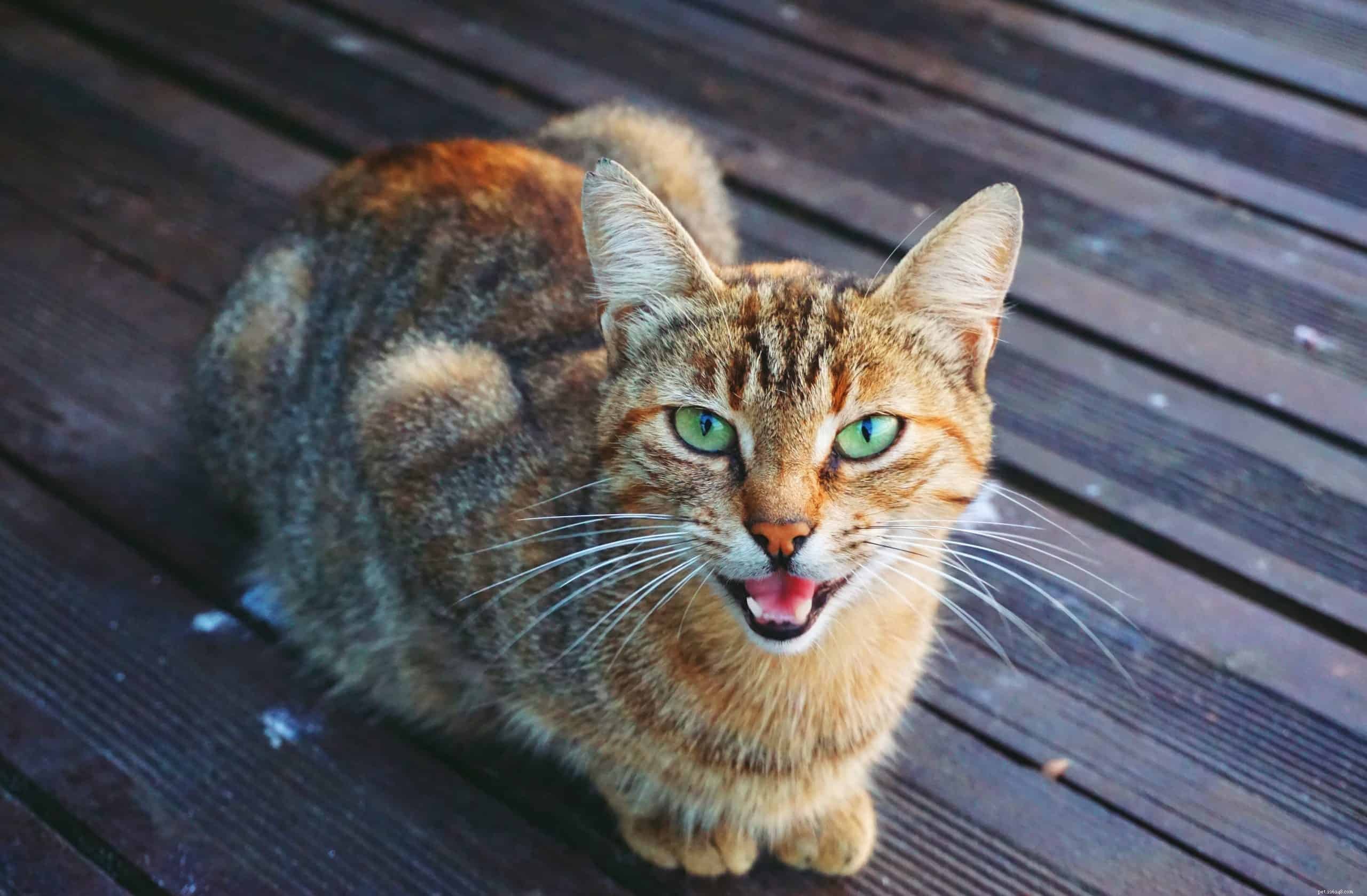 What Makes a Cat Talkative? Understanding Your Vocal Feline