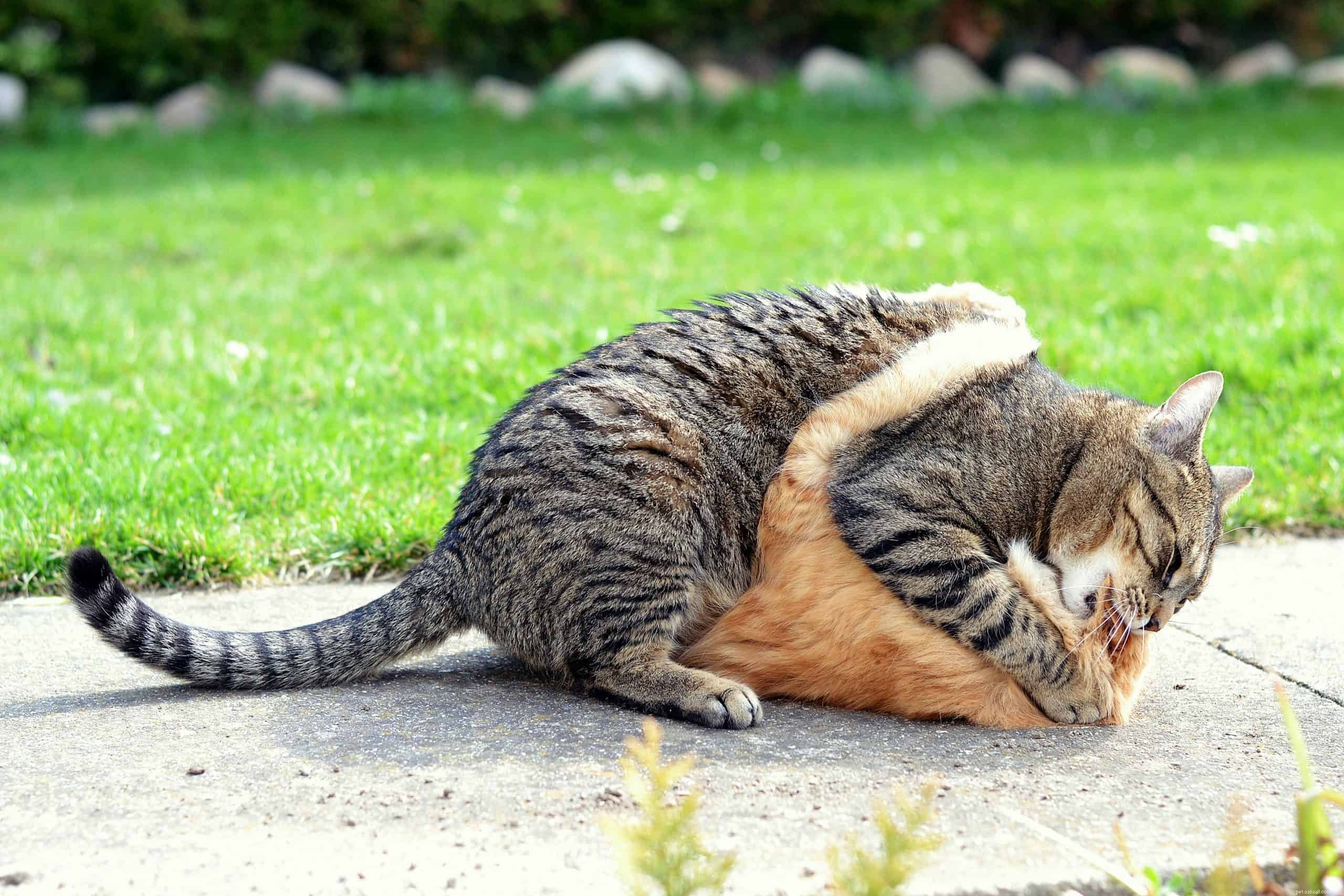 Cat Fights Explained: Why They Happen & How to Protect Your Feline