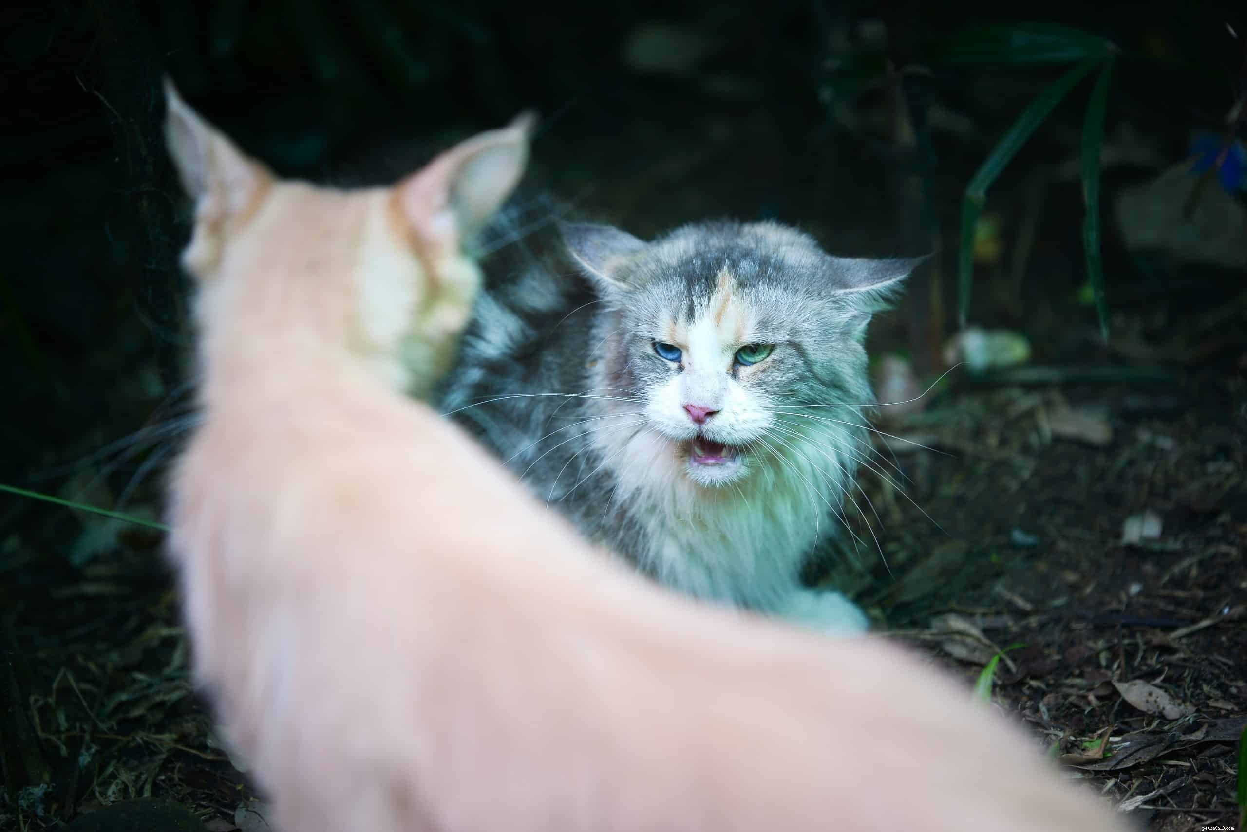 Cat Fights Explained: Why They Happen & How to Protect Your Feline