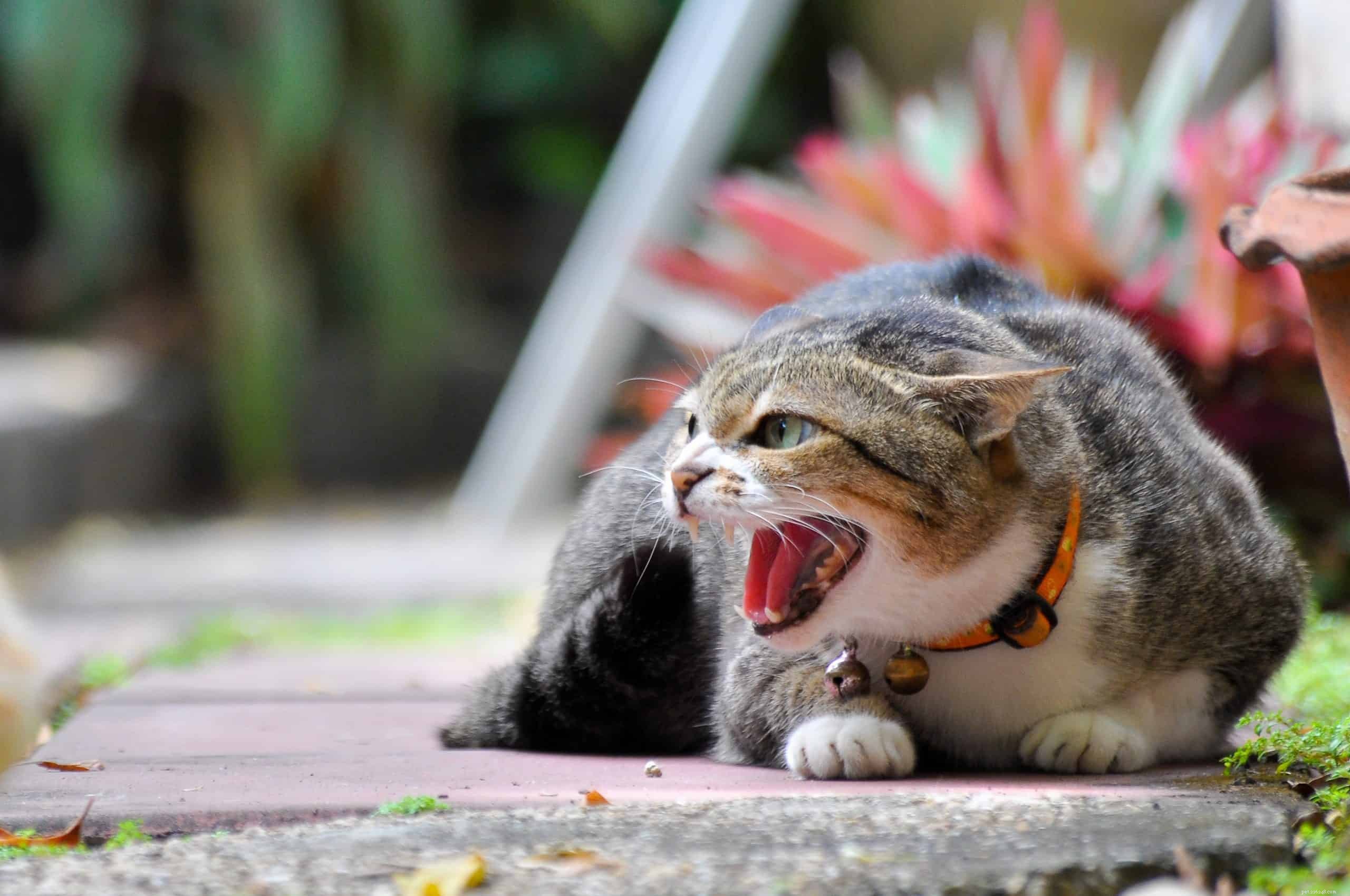 Cat Fights Explained: Why They Happen & How to Protect Your Feline