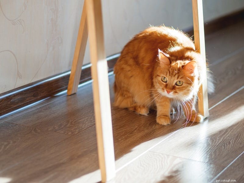 Understanding a Skittish Cat: Why Some Felines Are Easily Scared