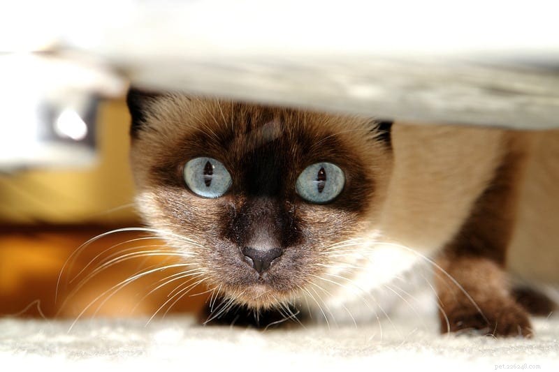 Understanding a Skittish Cat: Why Some Felines Are Easily Scared