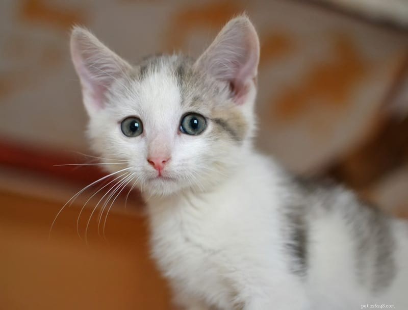 Understanding a Skittish Cat: Why Some Felines Are Easily Scared