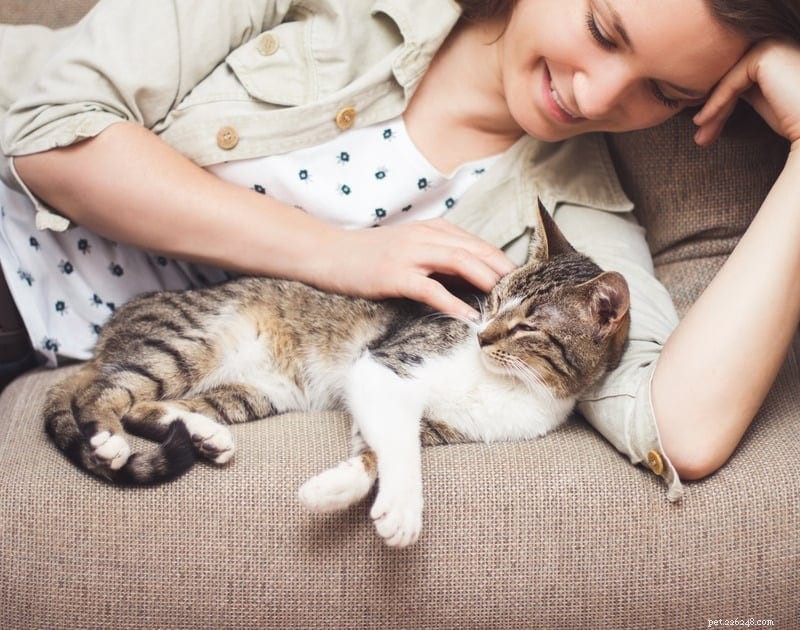 Understanding a Skittish Cat: Why Some Felines Are Easily Scared