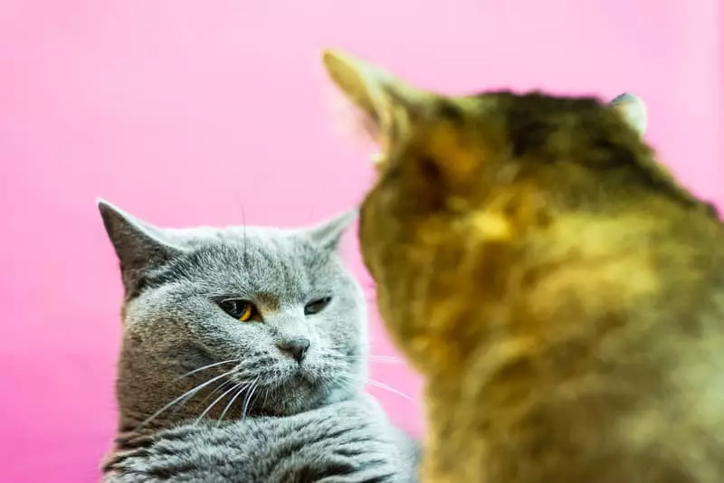 Understanding Cat Jealousy: Why One Cat May Envy the Other