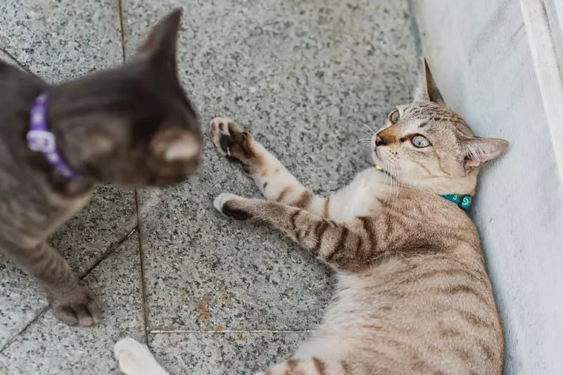 Understanding Cat Jealousy: Why One Cat May Envy the Other