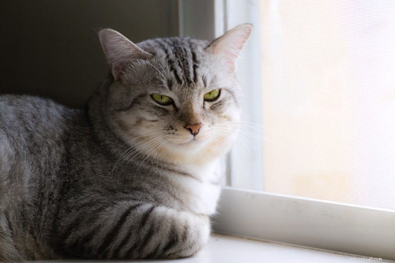 Understanding Cat Jealousy: Why One Cat May Envy the Other