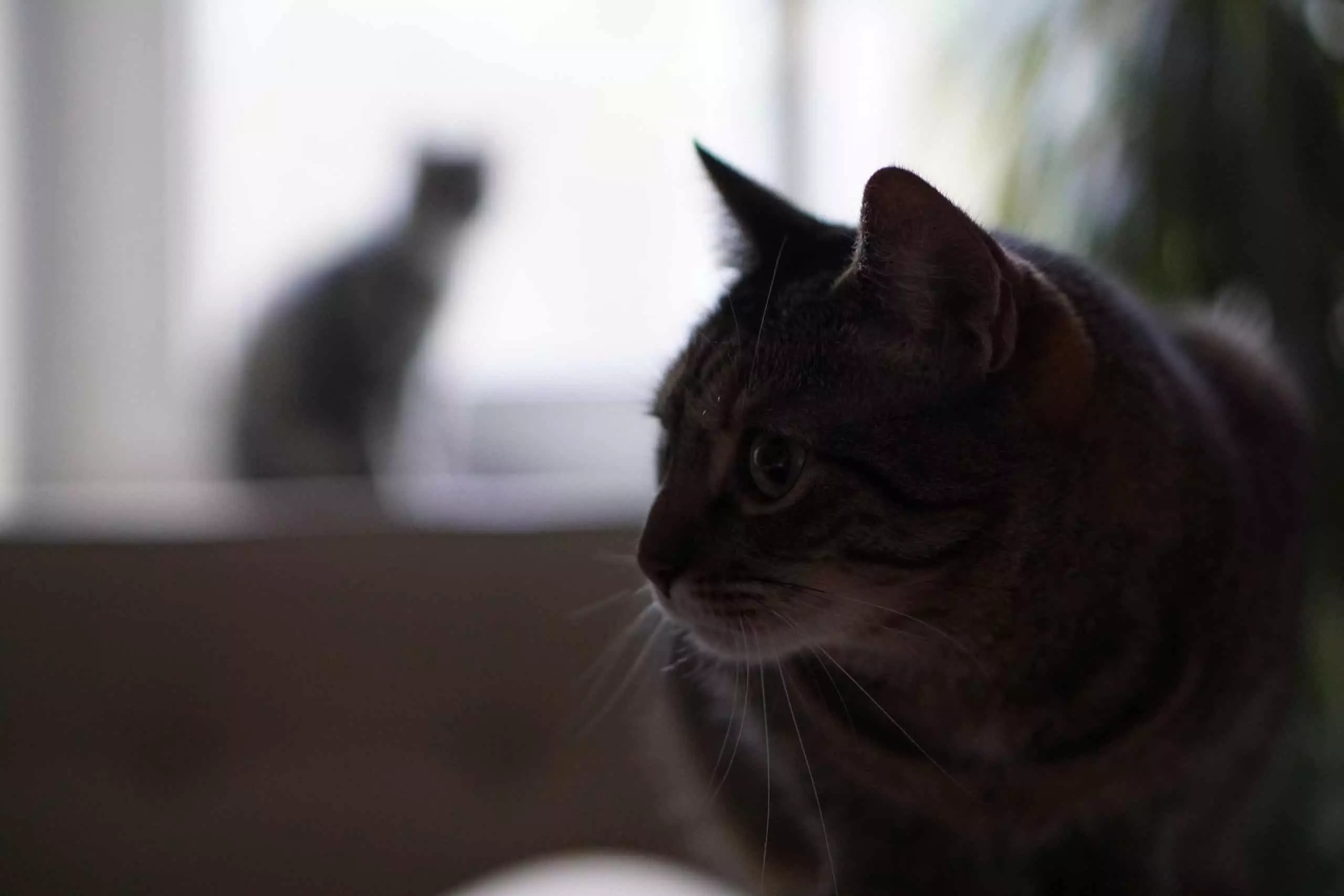 Understanding Cat Jealousy: Why One Cat May Envy the Other