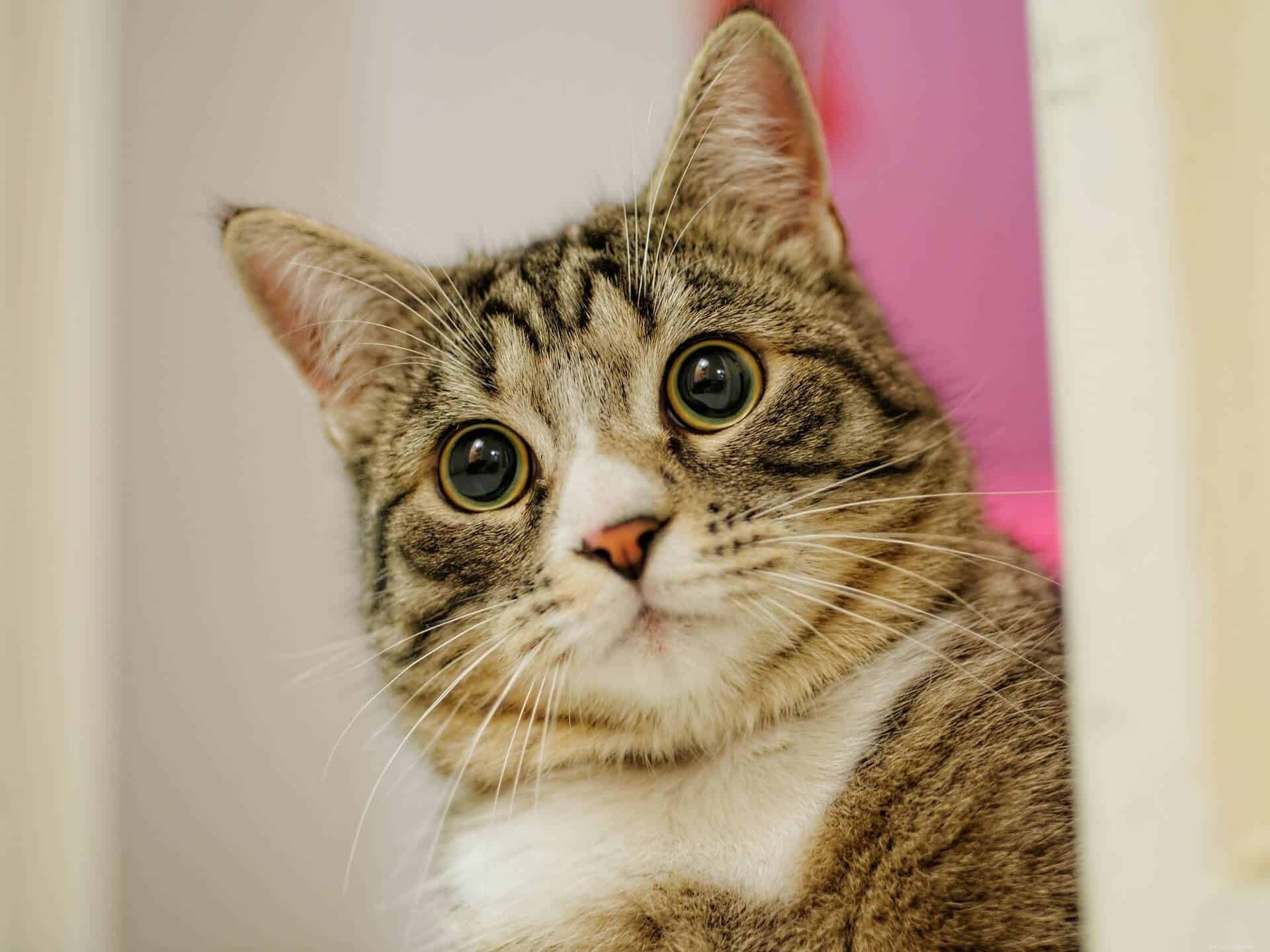 Debunking 5 Common Myths About Owning a Cat
