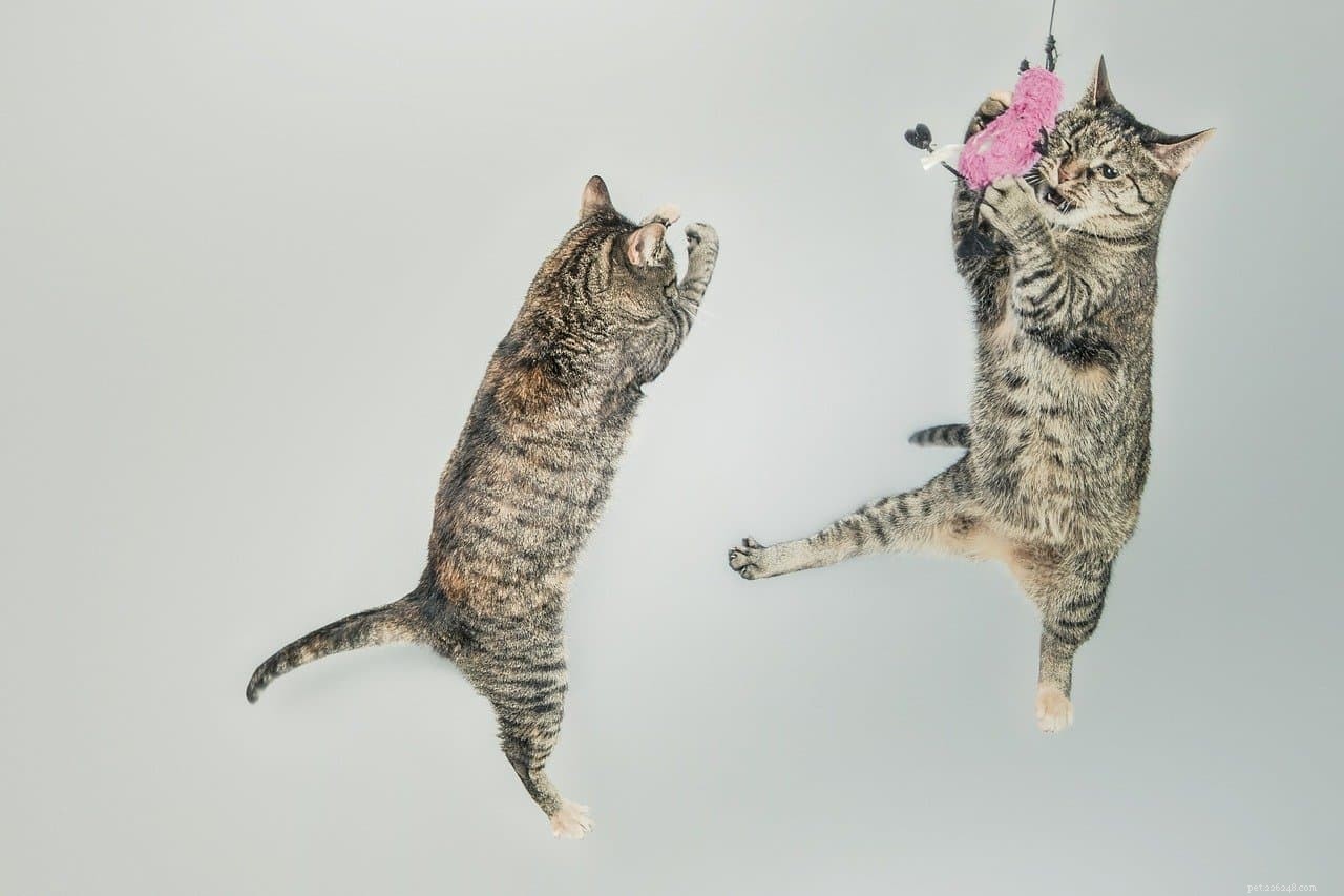 Debunking 5 Common Myths About Owning a Cat