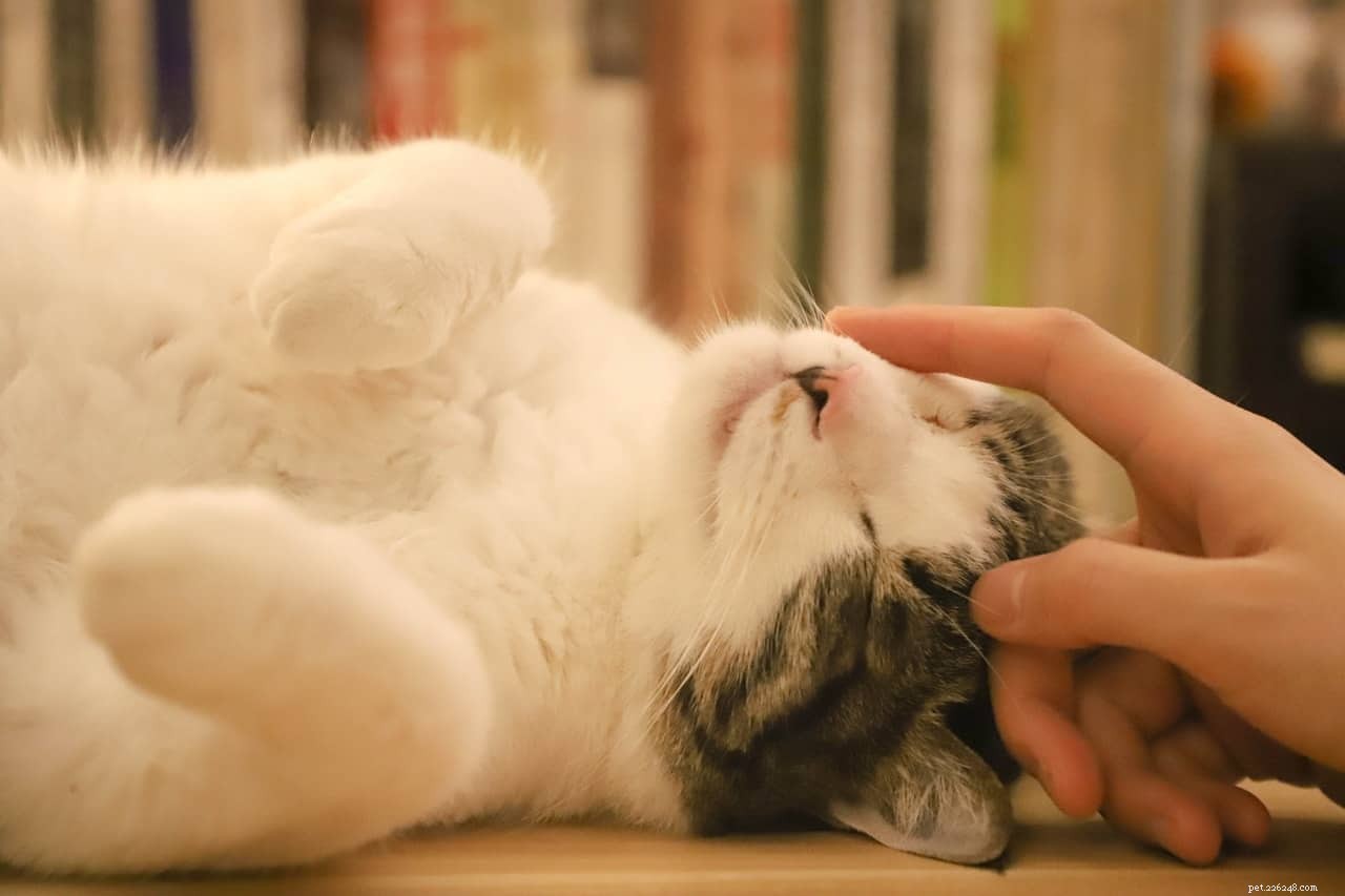 Debunking 5 Common Myths About Owning a Cat