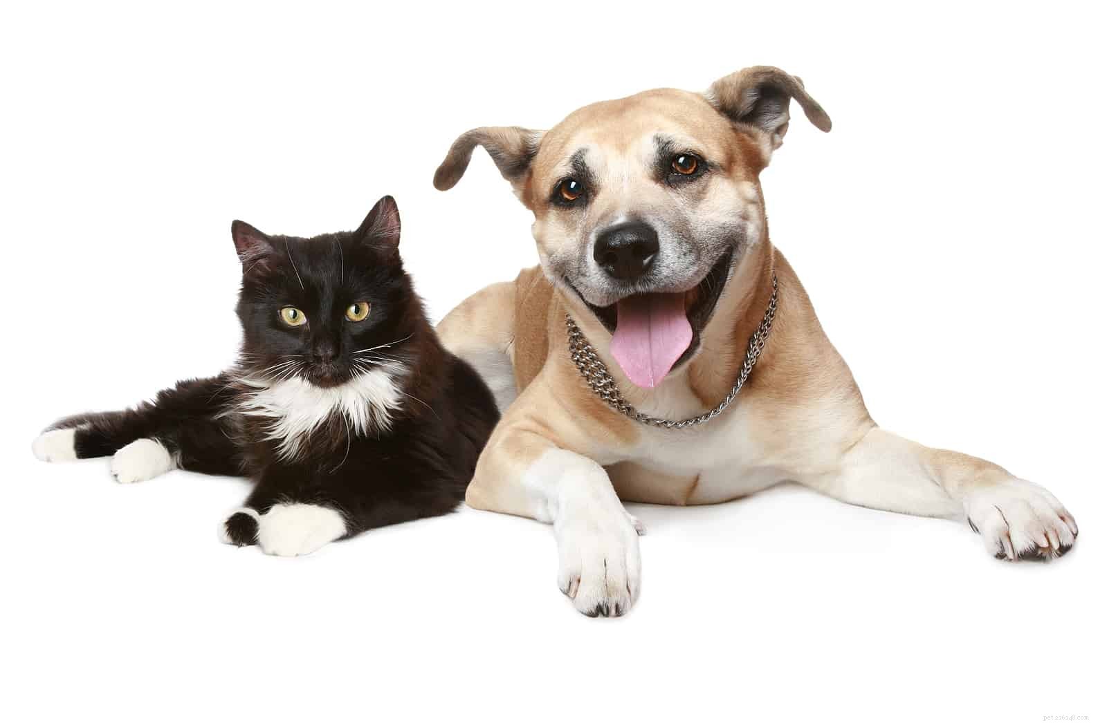Debunking 5 Common Myths About Owning a Cat