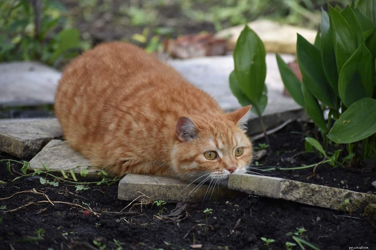 What Motivates Your Cat to Stalk You? Understanding the Behavior