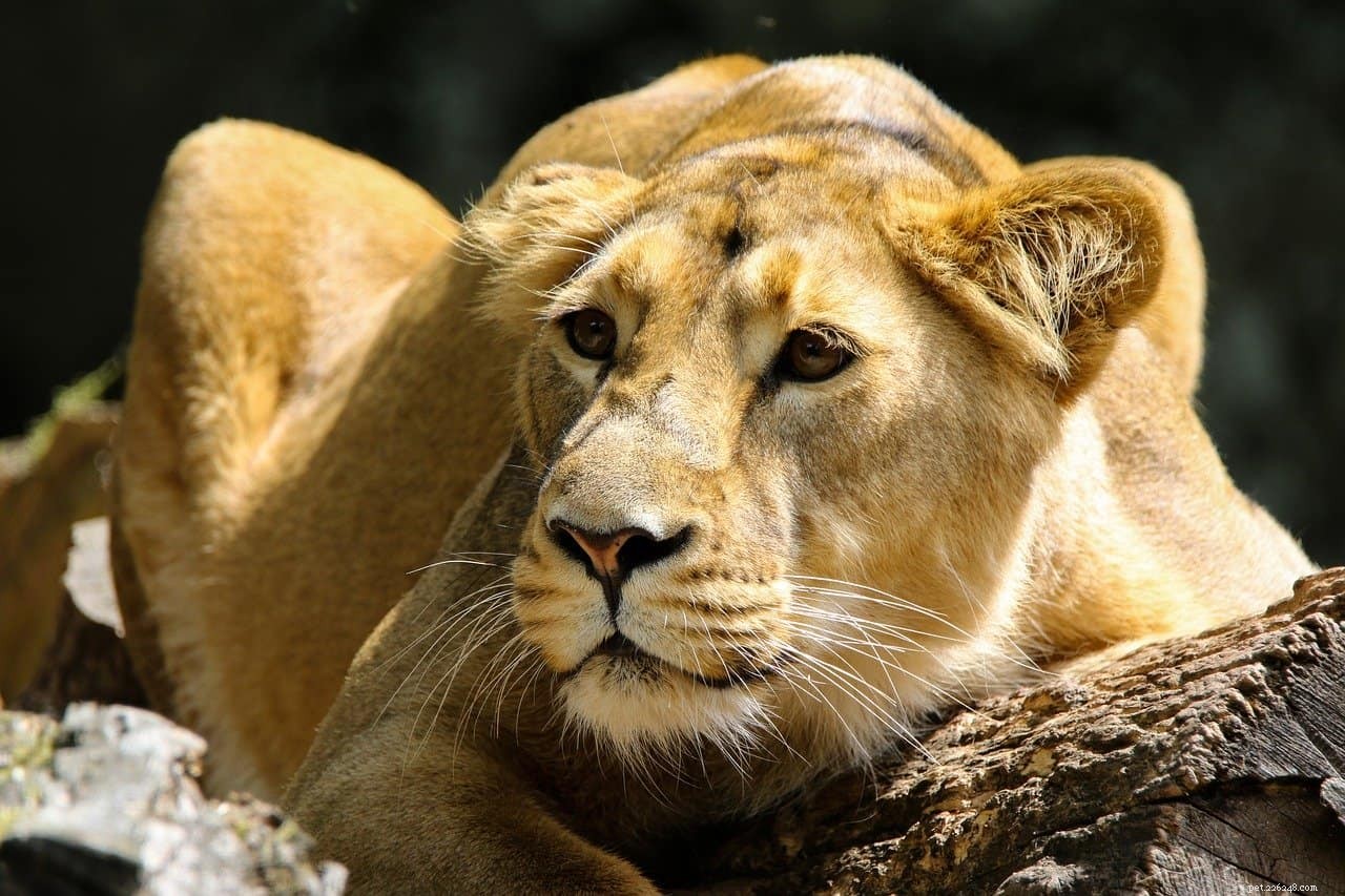What Motivates Your Cat to Stalk You? Understanding the Behavior