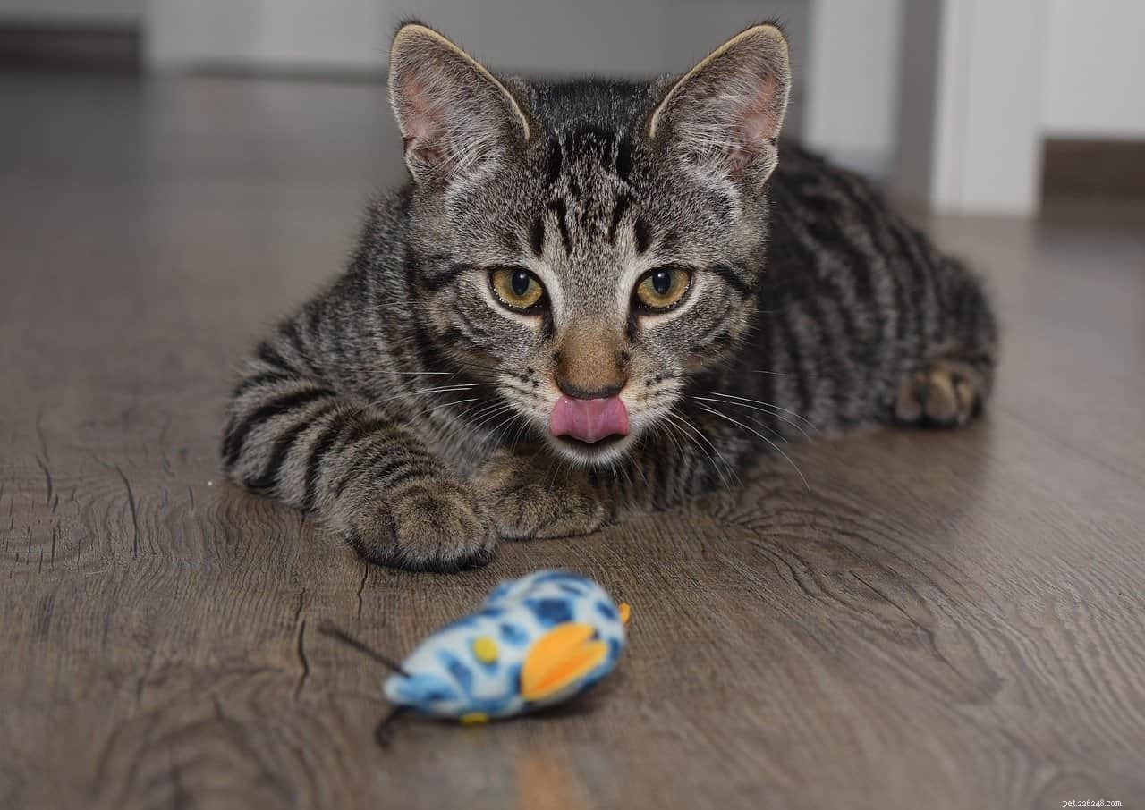 What Motivates Your Cat to Stalk You? Understanding the Behavior
