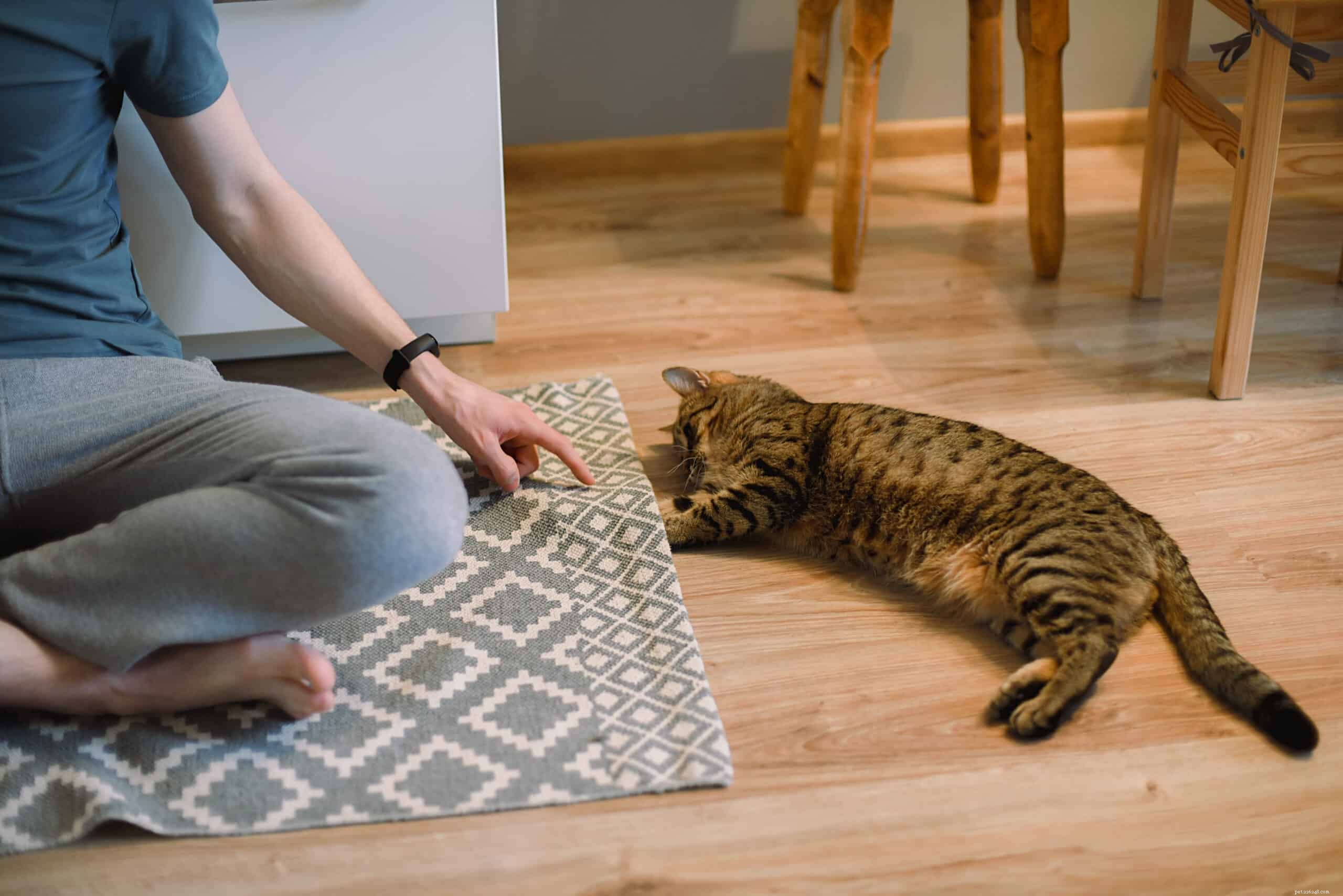 What Motivates Your Cat to Stalk You? Understanding the Behavior