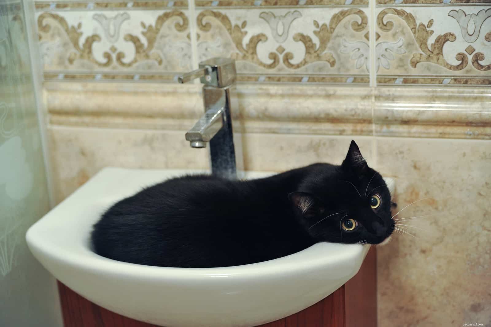 Why Cats Love Sleeping in Sinks – The Science Behind Their Cozy Choice